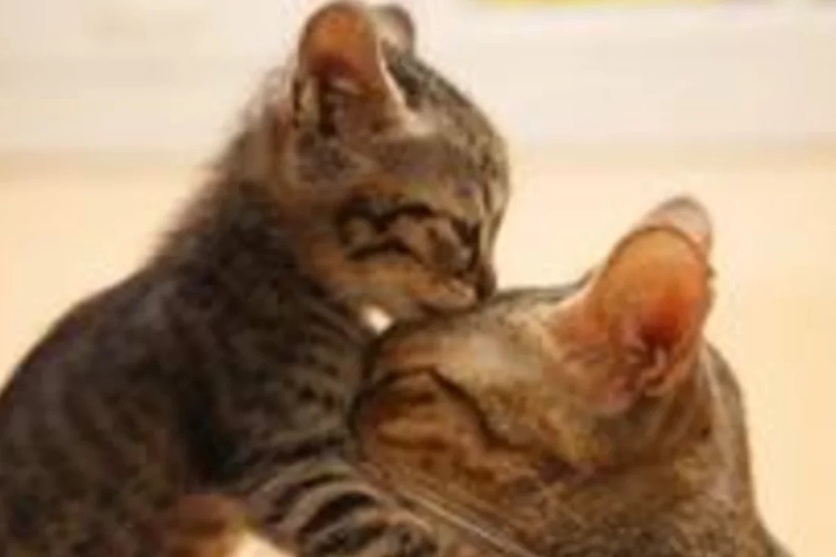 چرا ‌گربه ها بچه ی خود را رها می کنند ؟