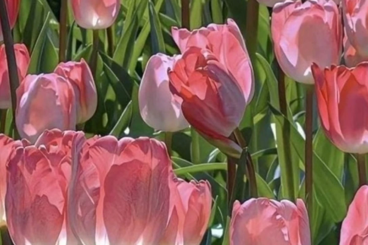 عکس عزت نفس شرطی؟
