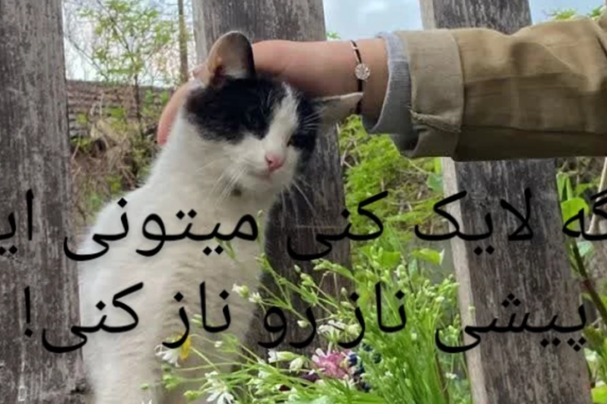 عکس زندگی عجیب من! 4