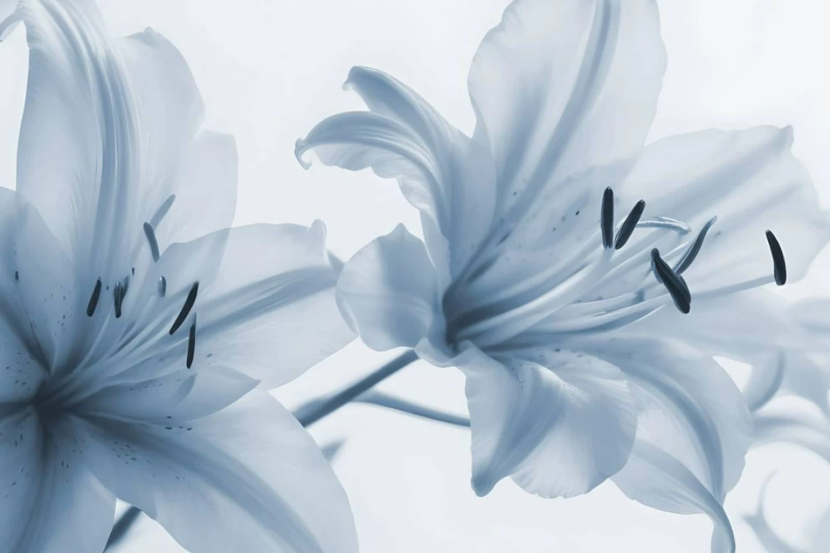 عکس کای‌کوچک؛