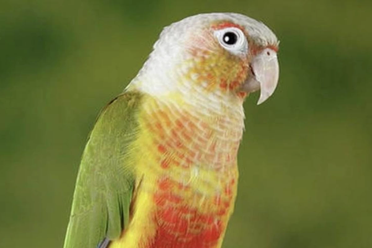 عکس طوطی‌های گرین‌چیک
