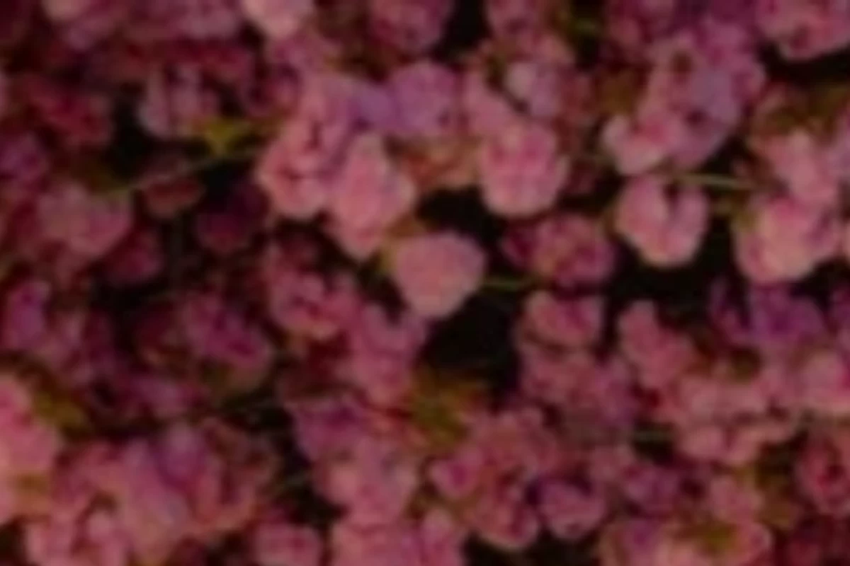 عکس گل های که معنای خوبی ندارند