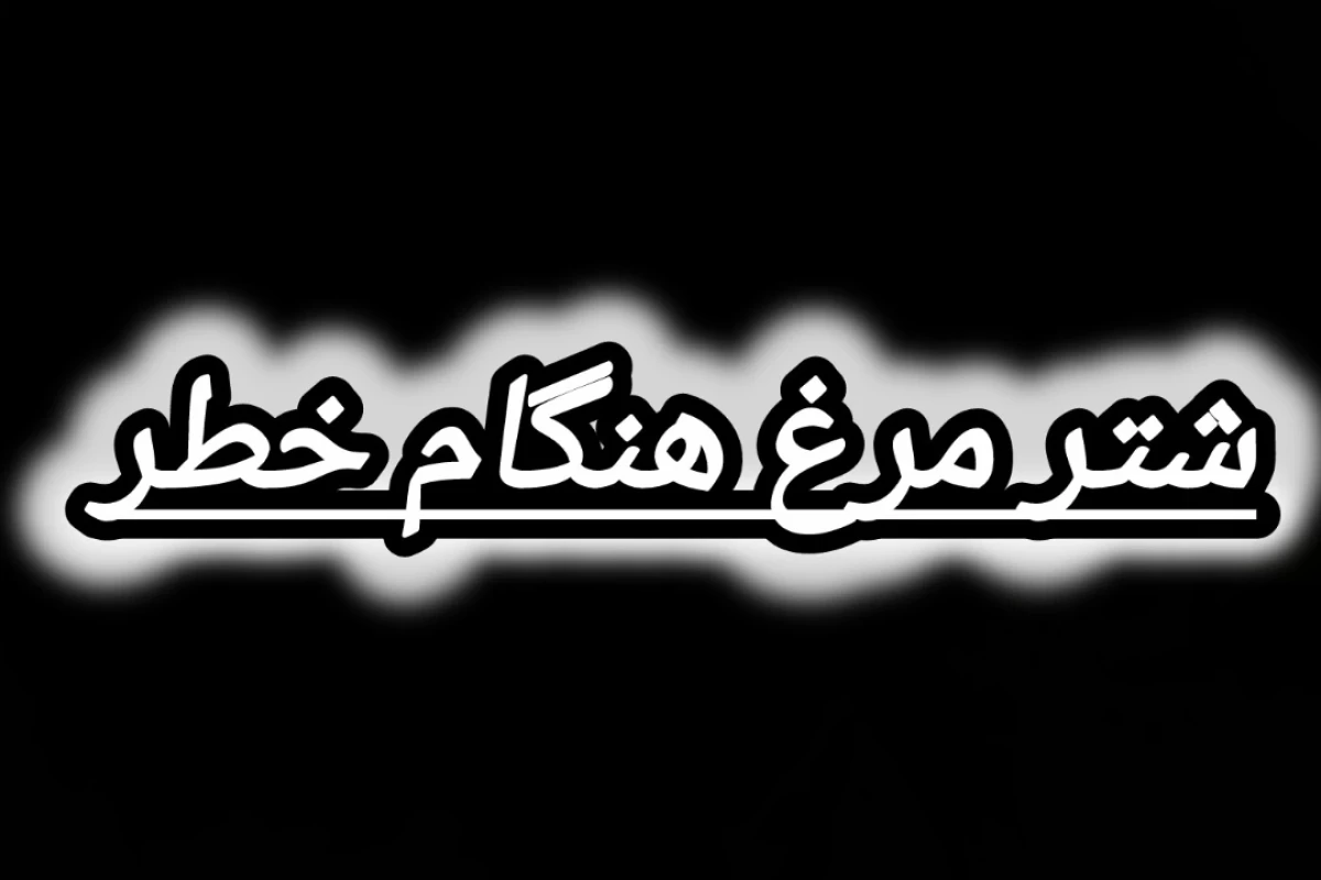 عکس شترمرغ هنگام خطر
