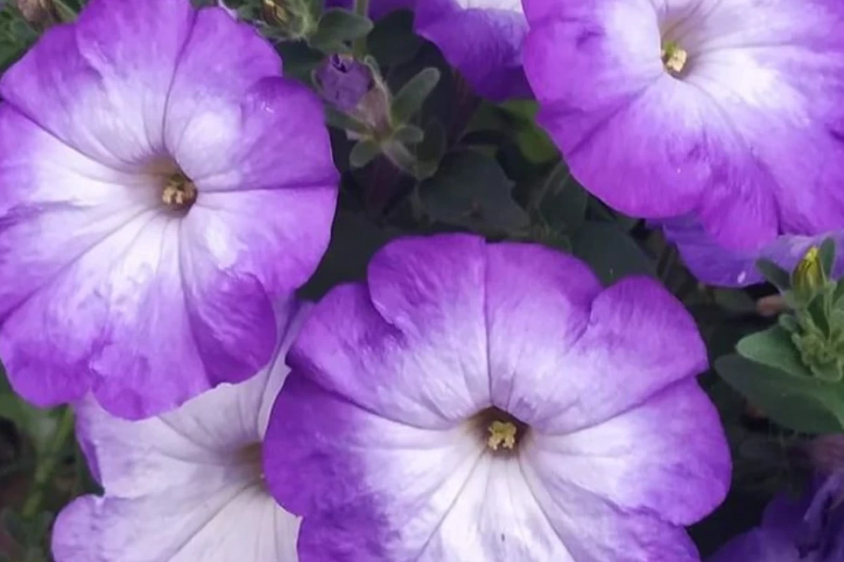 عکس همانند اطلسی‌‌ها