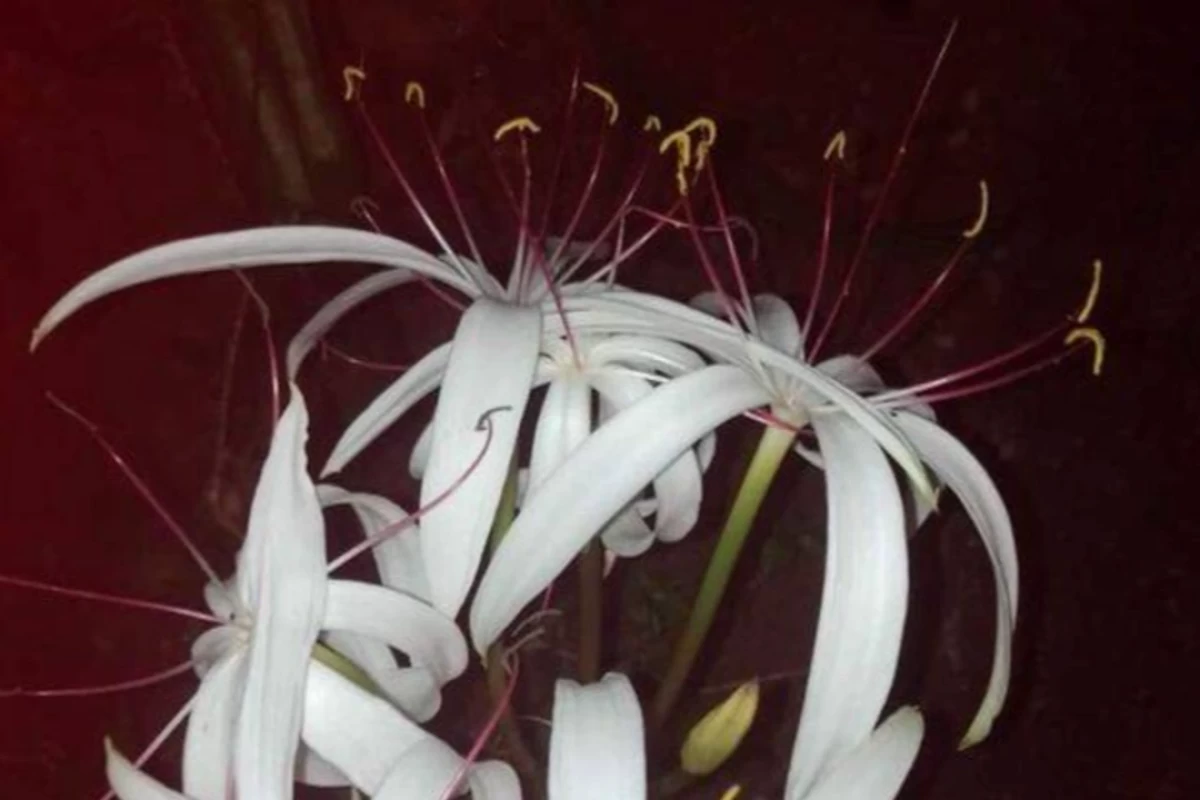عکس رقص ناهماهنگ برگ و گل