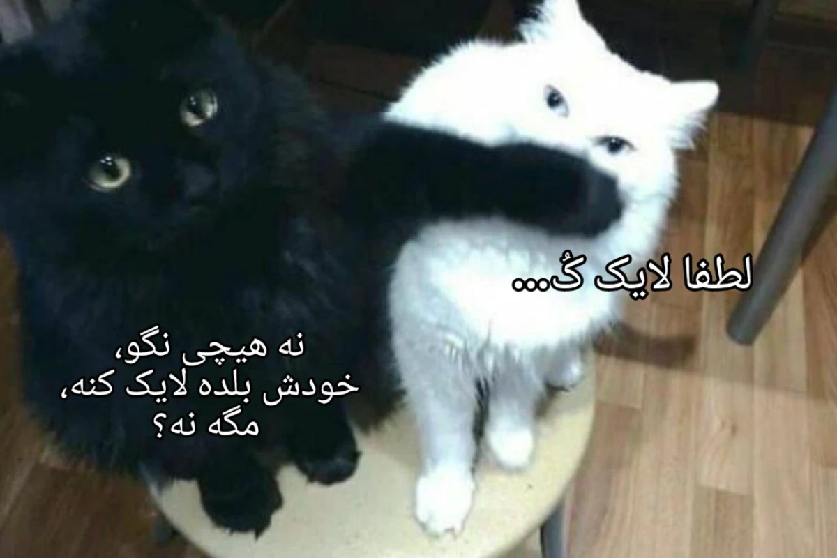عکس تکنوبلید؛ یوتوبری که...