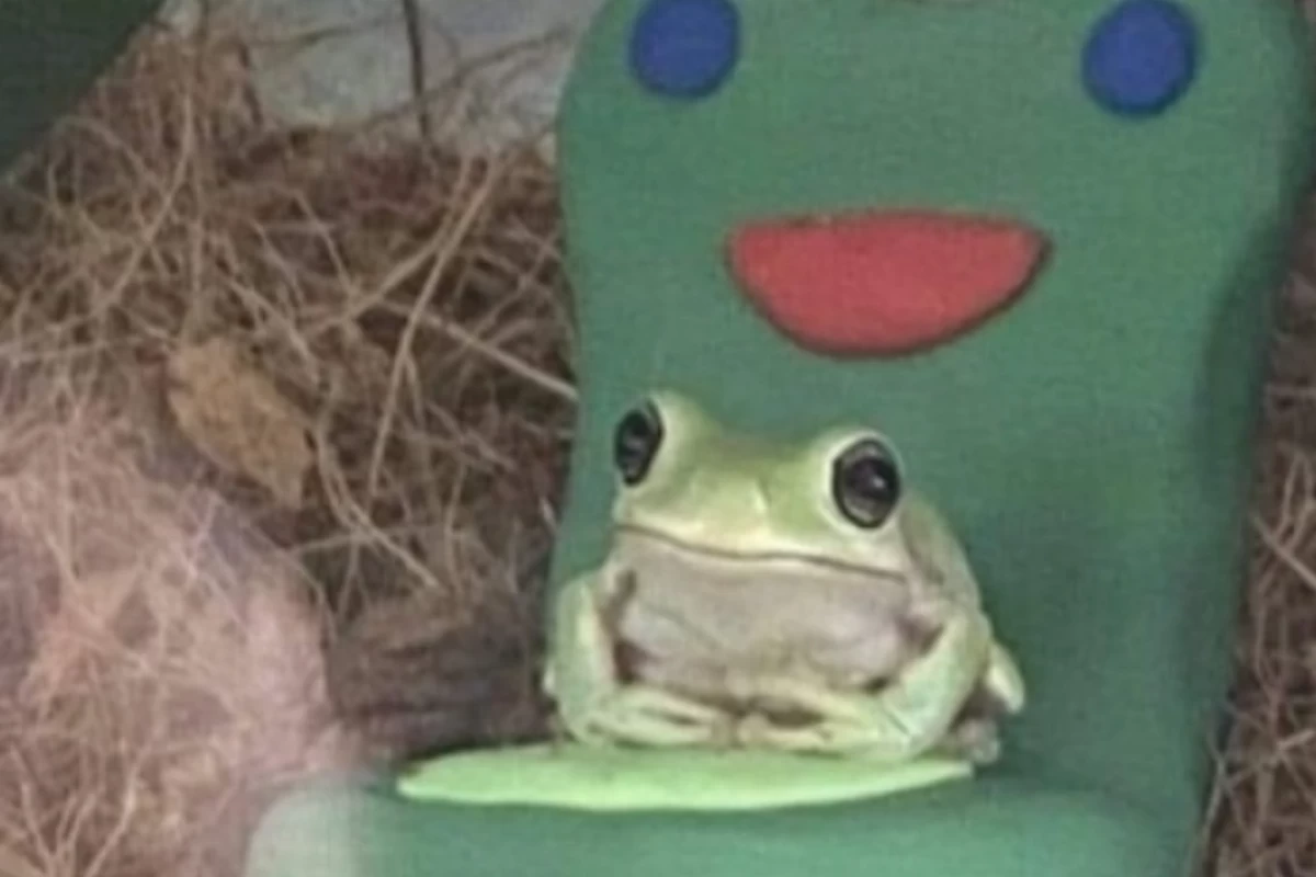 هر آنچه در مورد قورباغه ها باید بدانید🐸