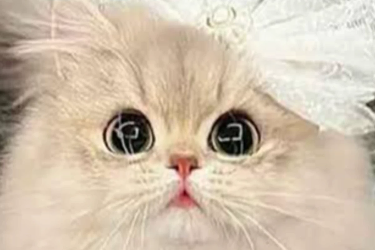عکس حقایقی در مورد گربه ها