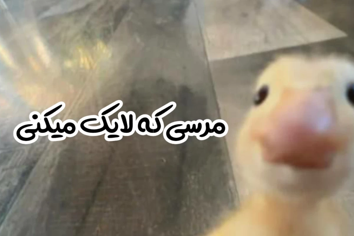 عکس 🐻‍❄️:آخر زمان با کاربرای تستچی؟!