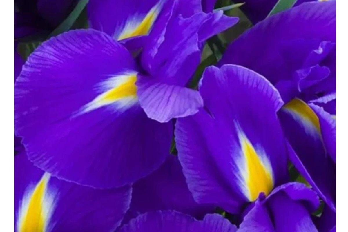 عکس نام گل های محبوب p5