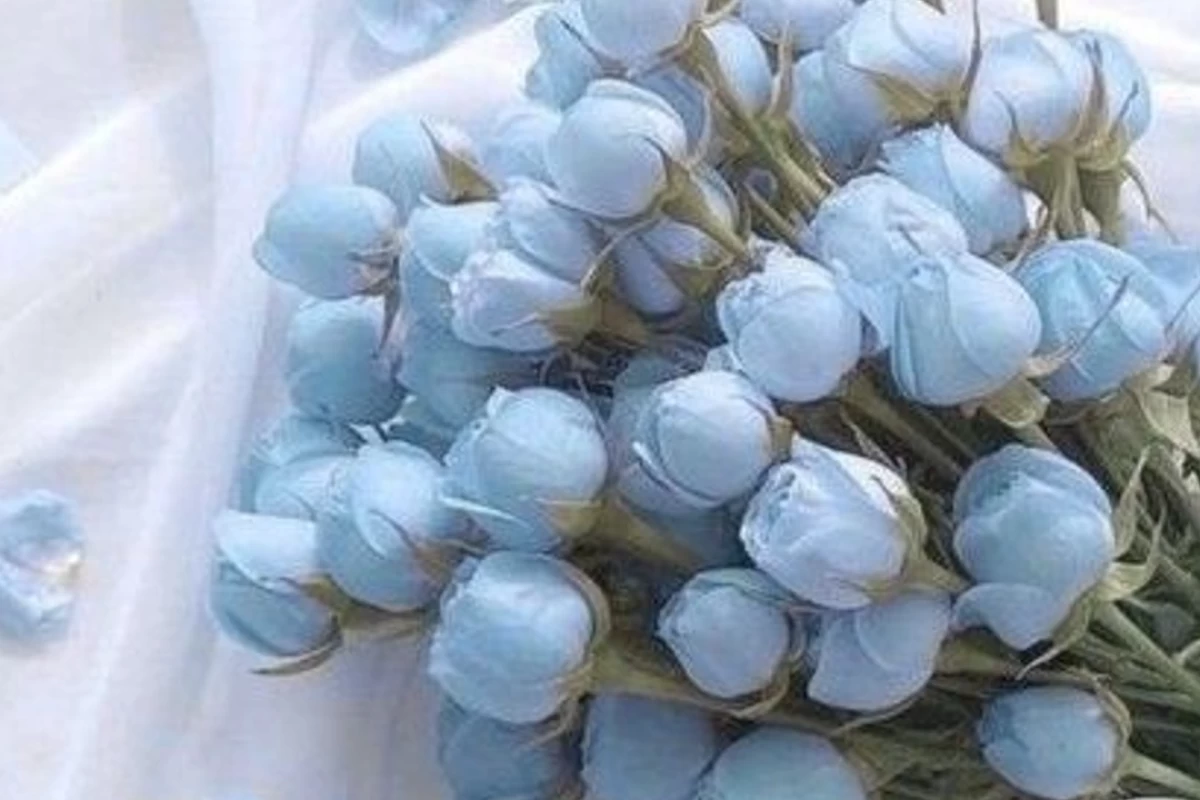 عکس سه رنگ ترند امسال!