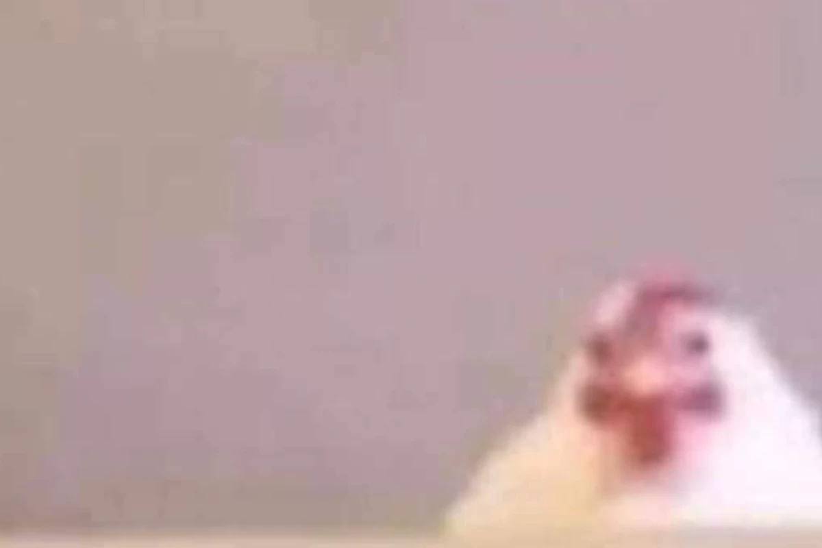 عکس میم مخصوص هنرمندا :)