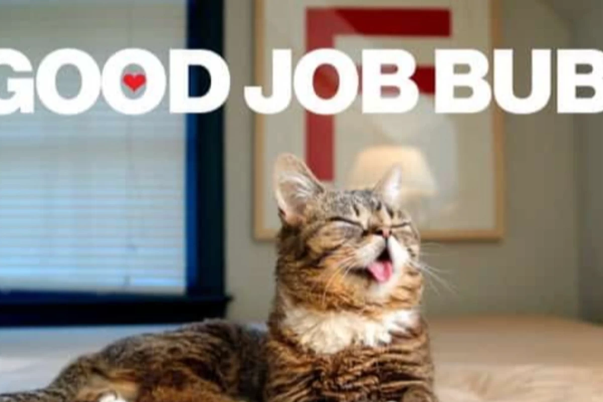 عکس Lil bub گربه ای که با نقص ژنتیکی تبدیل به ستاره شد