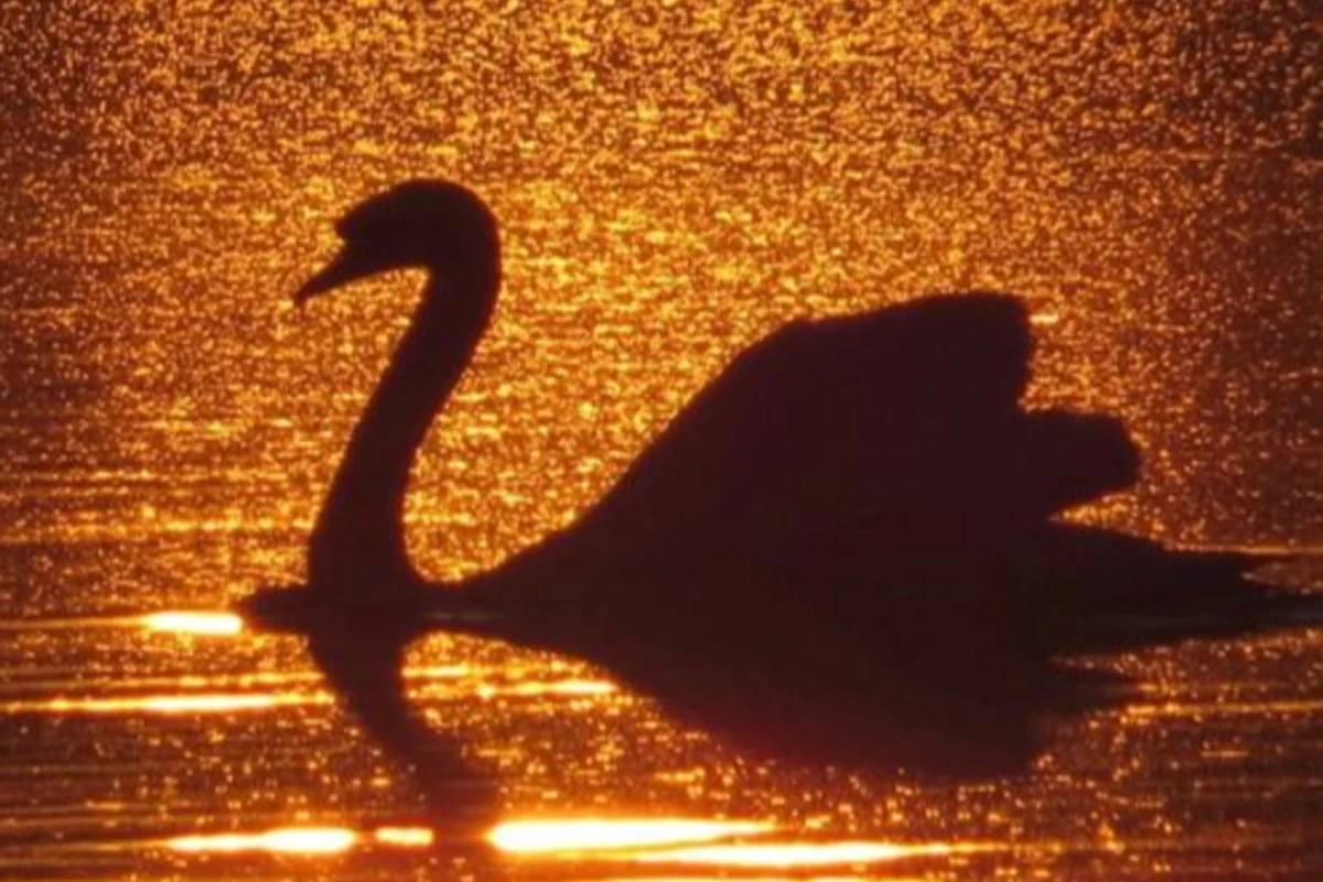 تقدیر گرایی یا Fatalism چیست؟