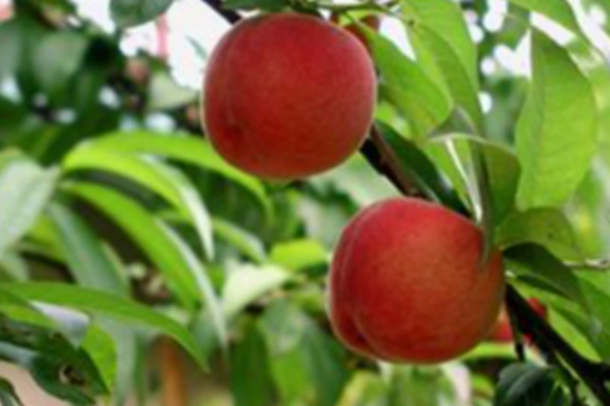 حوصلم توی تابستون سر میره چکار کنم؟(ورژن تنبلا)