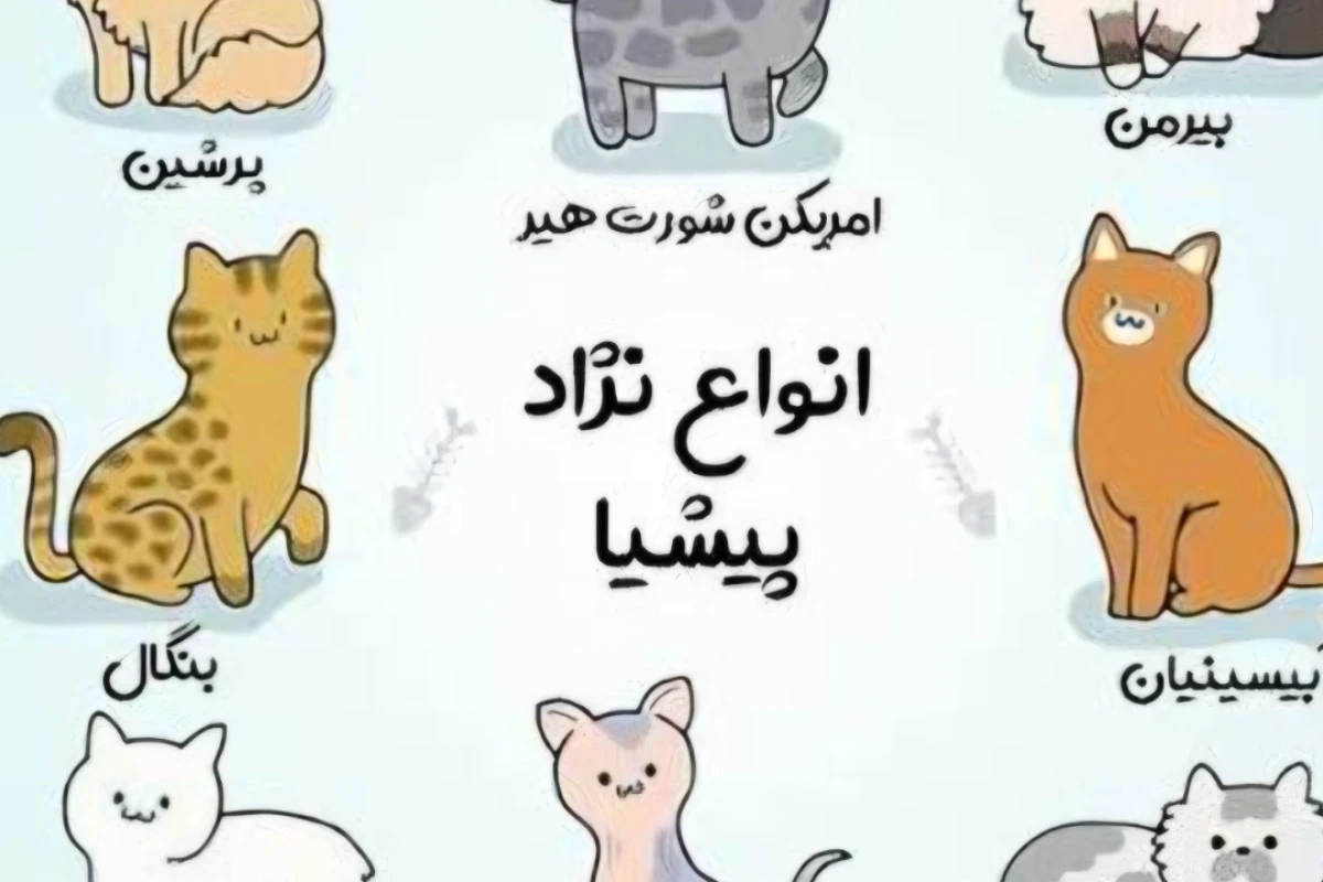 گربه ای به نام بنگال.