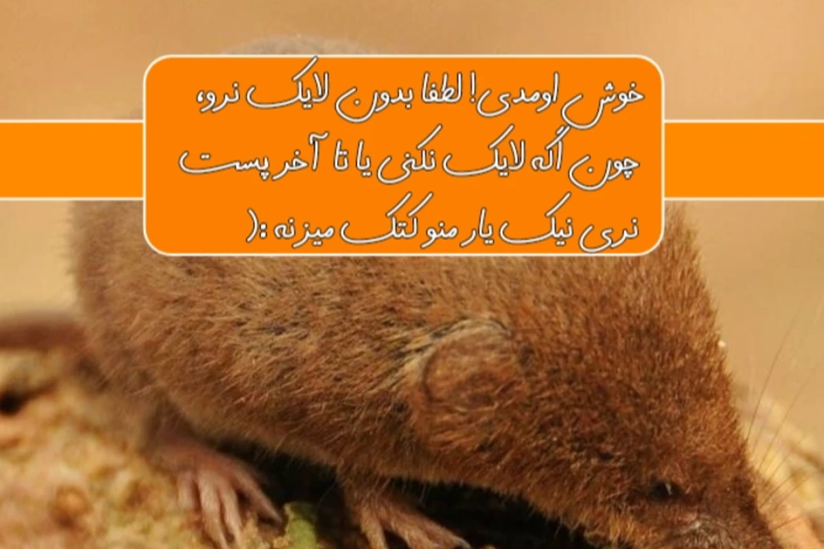 معرفی اصیل ترین حیوانات بومی ایران