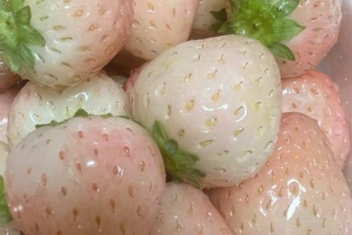 دوزلی بی نمک
