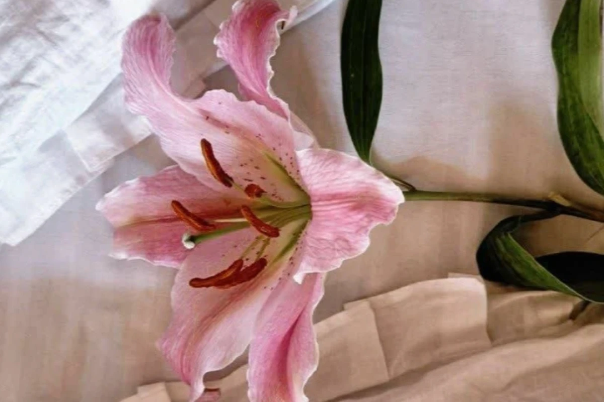 ۵ تا رسپی خوشمزه