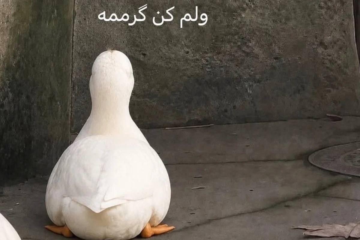 میم تایم¡