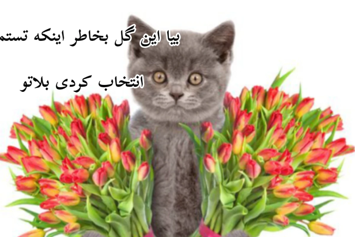 معنی پرچم ها