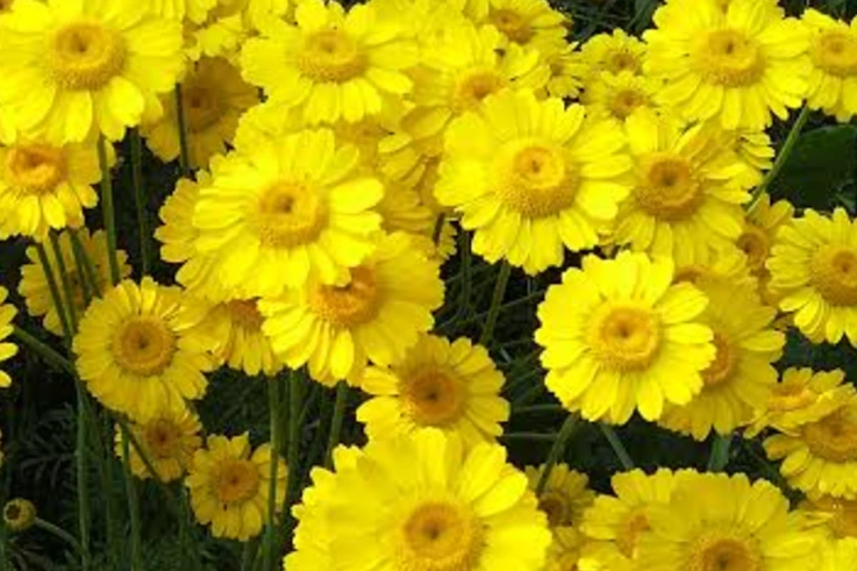 دوباره پر گل می شود