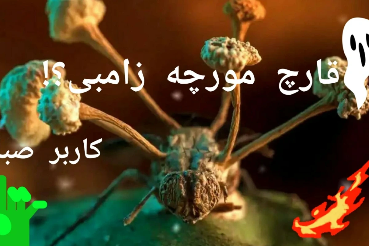 قارچ زامبی کننده؟!