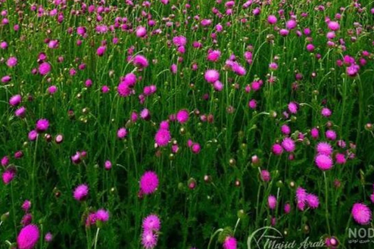 اگه یه گل بودی،چه گلی بودی؟