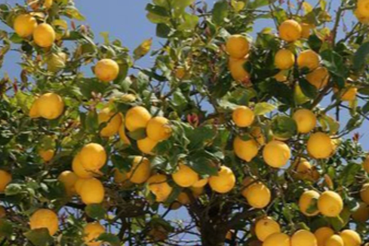 🍋 : هی این تابستون تو نیست؟