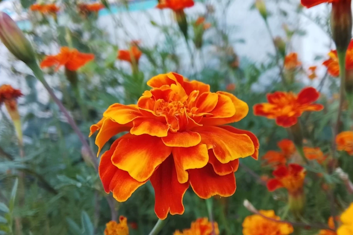 سفر به روستا با ماهلین p2