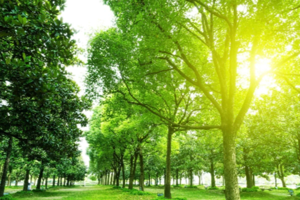 همه چیز درباره طبیعت