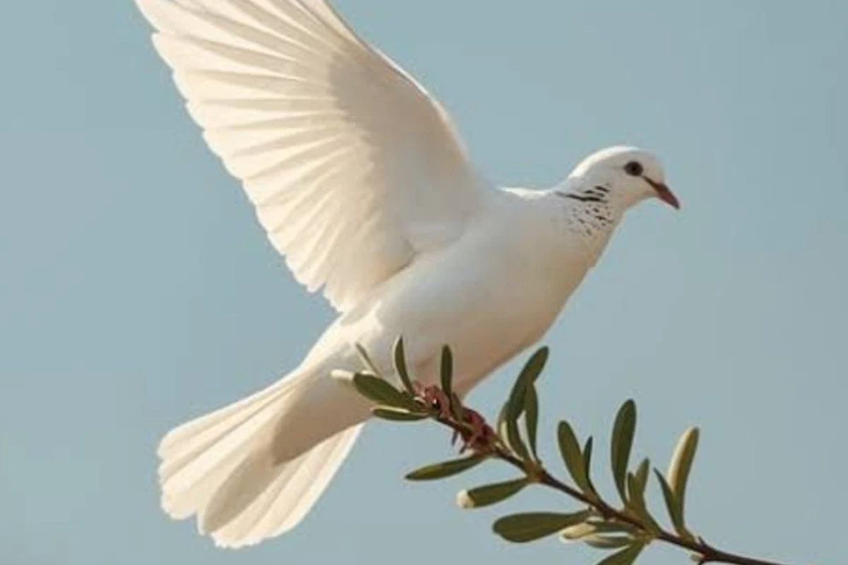 فکت از کبوتر ها